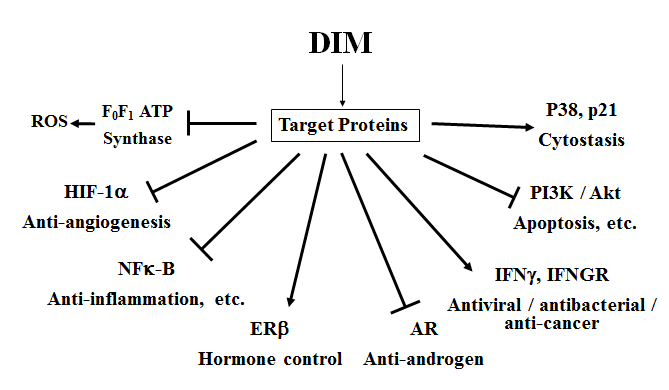 Diindolylmethane (DIM) Biological Activities
